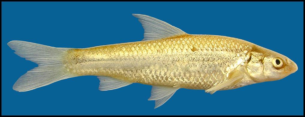 (Hybognathus) Род ХИБОГНАТЫ, АМЕРИКАНСКИЕ ПОДУСТЫ 7 видов